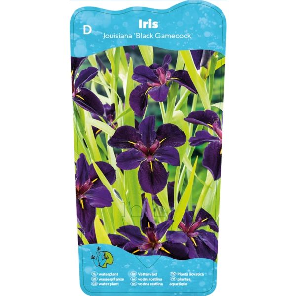 Iris (L) 'Black Gamecock'