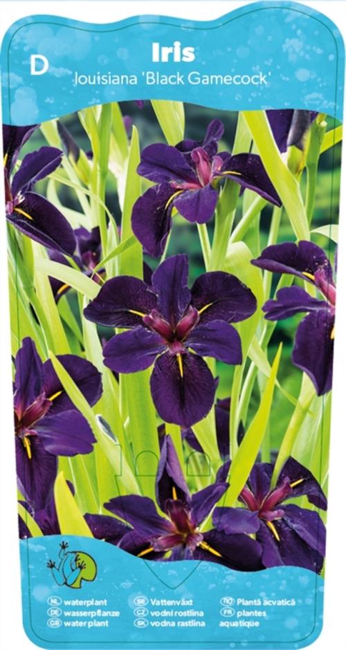 Iris (L) 'Black Gamecock'