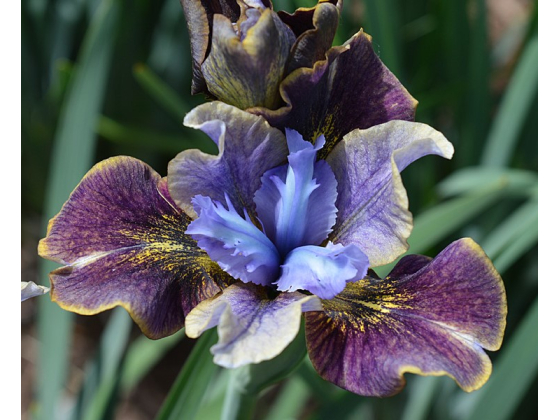 Iris Sibirica Black Joker