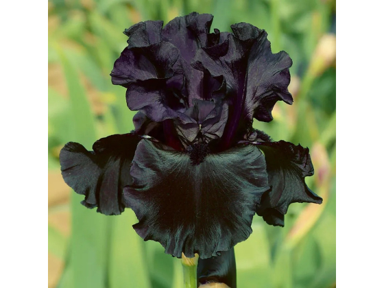 Iris Germanica  Black Watch
