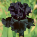 Iris Germanica  Black Watch