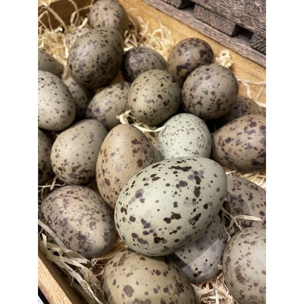 Måsegg (KUN I BUTIKK)