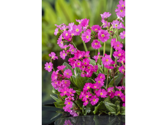 Primula Rosea