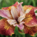 Iris Sibirica Paprikash