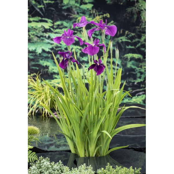 Iris kaempferi (ensata)