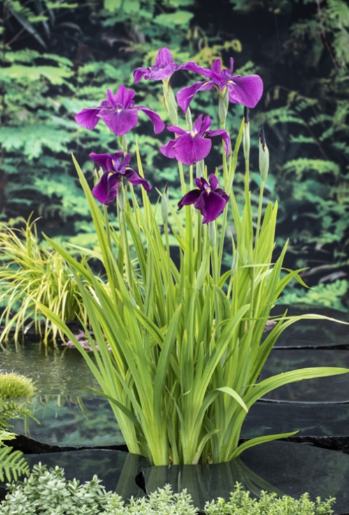 Iris kaempferi (ensata)