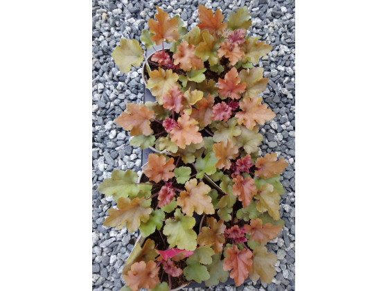 Heuchera "Marmalade"