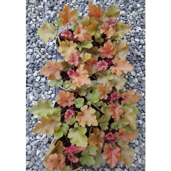 Heuchera "Marmalade"