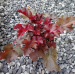 Heuchera "Melting Fire" Red-Purple