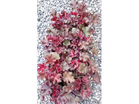 Heuchera "Melting Fire" Red-Purple