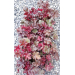 Heuchera "Melting Fire" Red-Purple