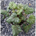 Heuchera "Marvelous Marble"