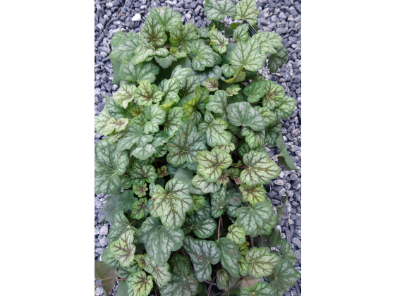 Heuchera "Marvelous Marble"