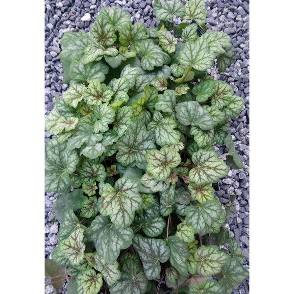 Heuchera "Marvelous Marble"