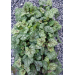 Heuchera "Marvelous Marble"