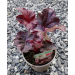 Heuchera "Midnight Rose"