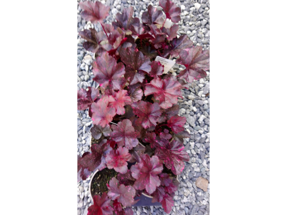 Heuchera "Midnight Rose"