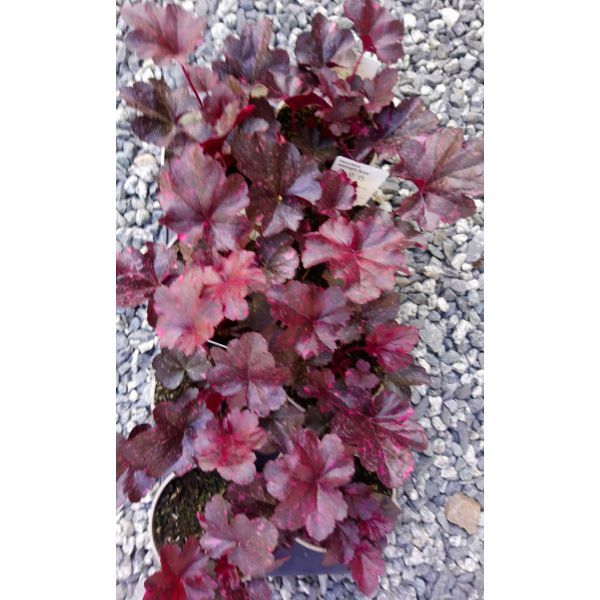 Heuchera "Midnight Rose"