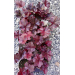 Heuchera "Midnight Rose"