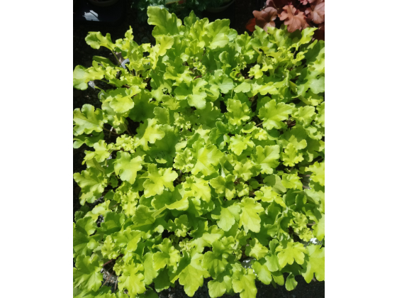 Heuchera "Lime Marmalade"