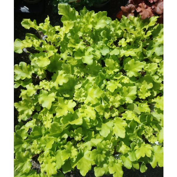 Heuchera "Lime Marmalade"