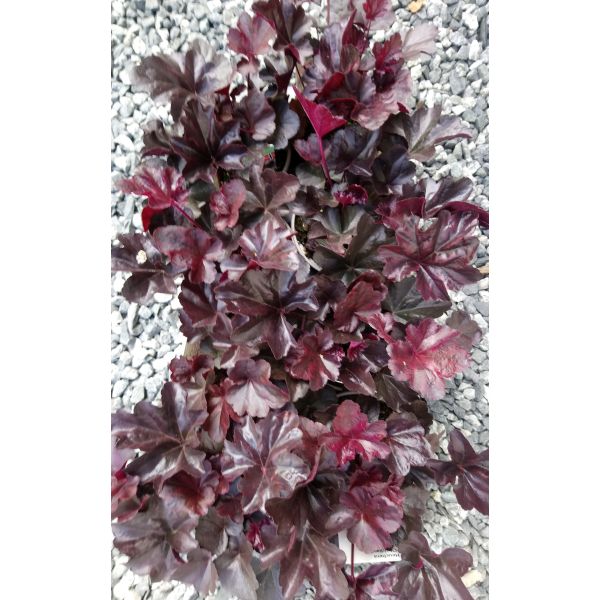 Heuchera "Obsidian" plugg