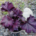 Heuchera "Forever Purple"