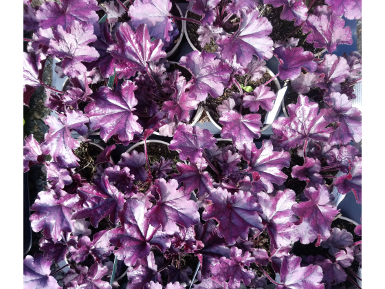 Heuchera "Forever Purple"