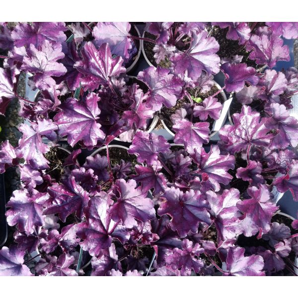 Heuchera "Forever Purple"