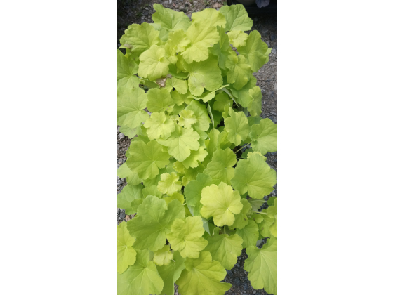 Heuchera "Citronelle"