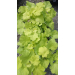 Heuchera "Citronelle"