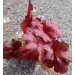 Heuchera "Fire Alarm"