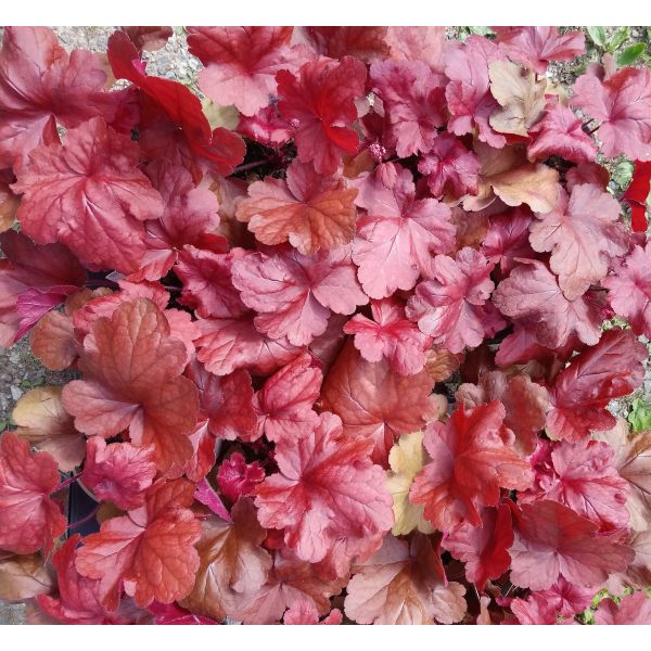 Heuchera "Fire Alarm"