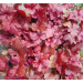 Heuchera "Fire Alarm"