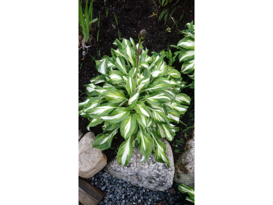 Hosta Undulata – Bølgebladlije