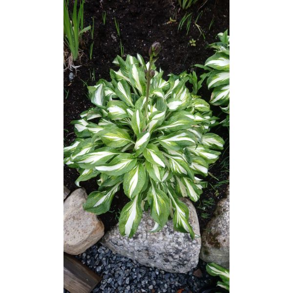 Hosta Undulata – Bølgebladlije