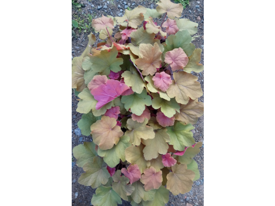 Heuchera "Caramel "