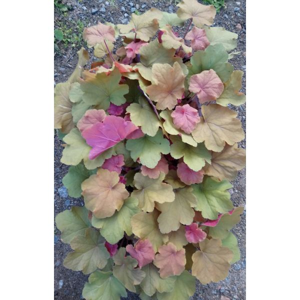 Heuchera "Caramel "