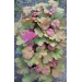 Heuchera "Caramel "