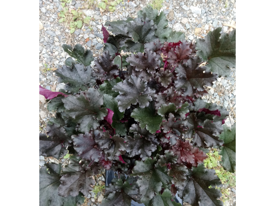 Heuchera "Dark Secret"