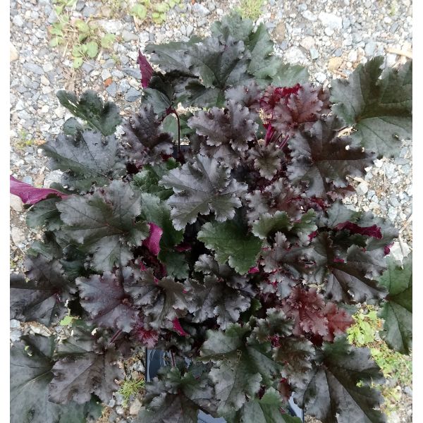 Heuchera "Dark Secret"