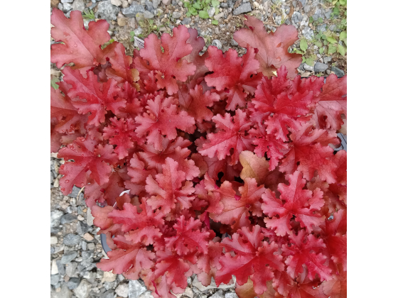 Heuchera "Cherry Berry"