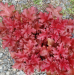 Heuchera "Cherry Berry"
