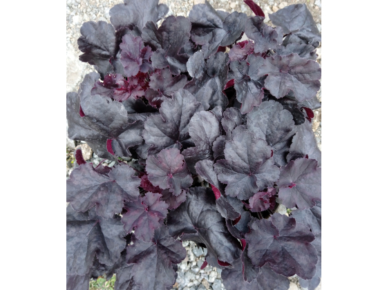 Heuchera "Black Forest Cake" Plugg
