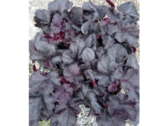 Heuchera "Black Forest Cake"