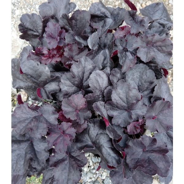 Heuchera "Black Forest Cake"