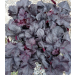 Heuchera "Black Forest Cake"