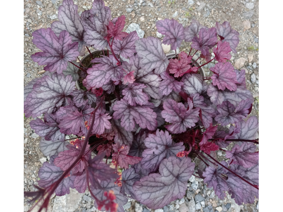Heuchera "Shanghai"