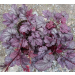 Heuchera "Shanghai"