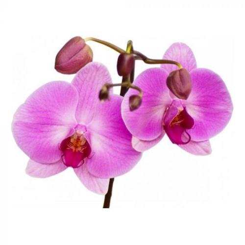 Utstikker Singapore Orkide, 3 cm blomst